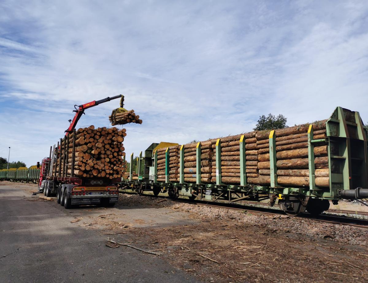 Scolytes : les épicéas souffrent aussi de leur pandémie